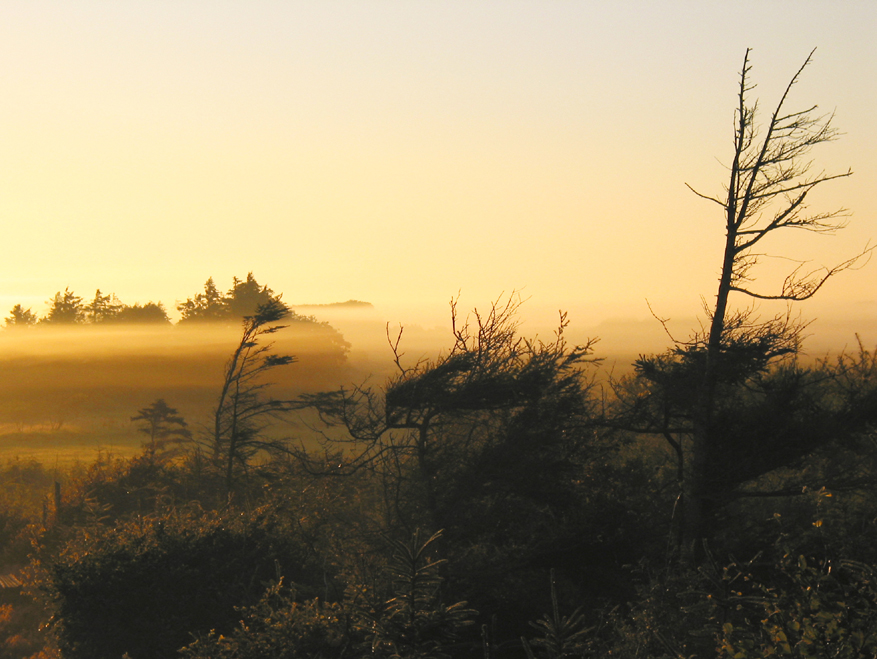 http://www.nissenbonde.dk/images/foto/morgendis.jpg